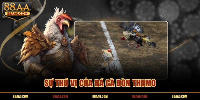 Sự thú vị của đá gà đòn Thomo